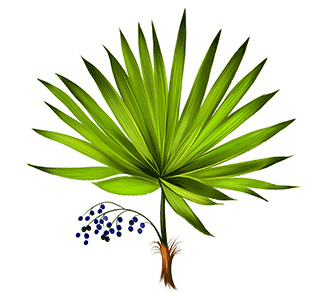 SAW PALMETTO